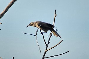 Friarbird, Helmited, 2007-12190855b Darwin, NT